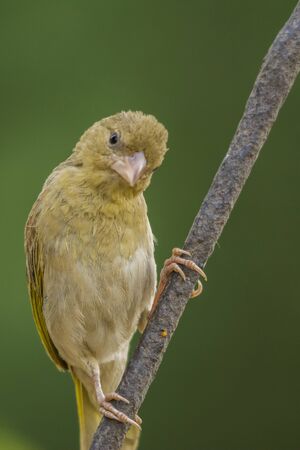 Arabian golden sparrow sitting aloneの写真素材