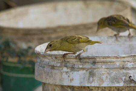 Arabian golden sparrow