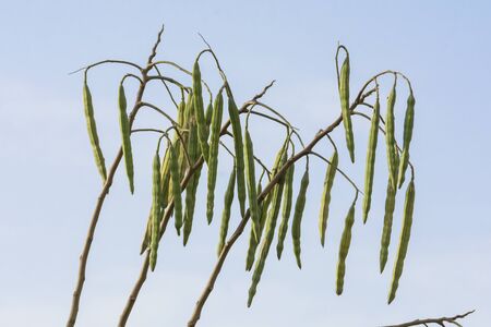 Pods of Moringa oleiferaの写真素材