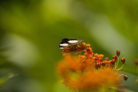 Danaid Eggfly on Asclepias curassavica flowerの写真素材