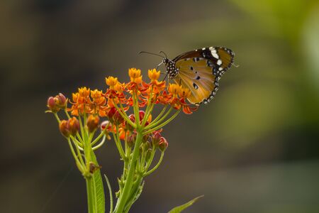 Female Danaid Eggfly on Asclepias curassavica flowerの写真素材