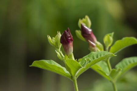 Pink Alamanda flower budsの写真素材
