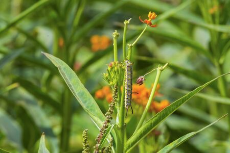Plain tiger caterpillarの写真素材