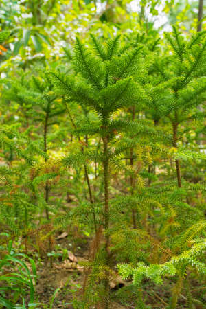 Beautiful garden plants