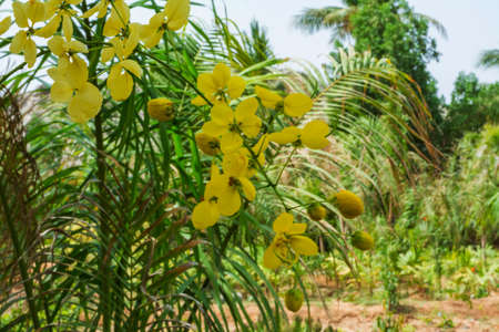Golden shower tree in bloom at Jeddah, Saudi arabia