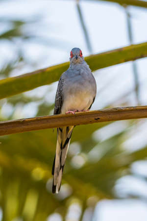 Spotted dove sitting alone