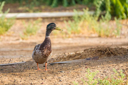 Mallard duckの写真素材