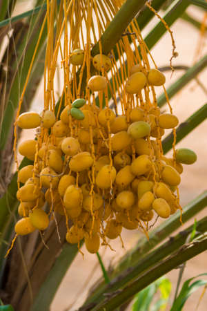 dates fruit and palm trees