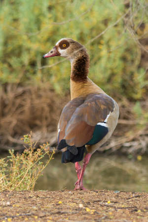 Egyptian goose bird