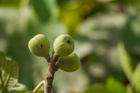 Common fig (Ficus carica)