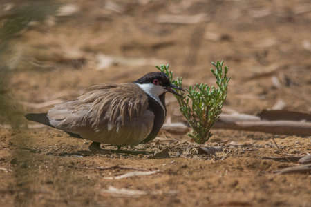 Spur winged lapwingの写真素材