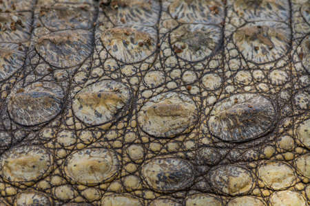 crocodile body texture