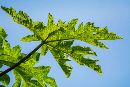 Papaya leaf with blue sky backgroundの写真素材