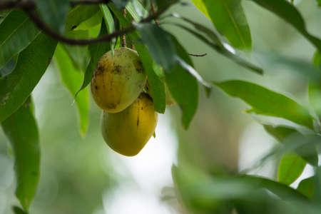 Mango