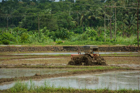 Paddy field cultivation