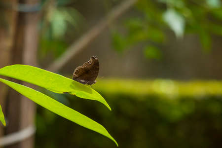 Chocolate pansy butterfly