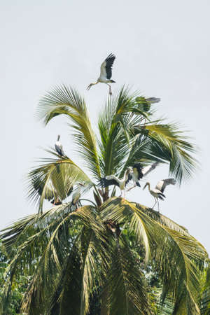 Asian openbills on coconut tree at Kerala, South Indiaの写真素材
