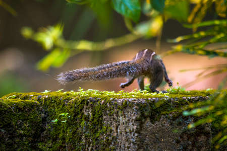 Squirrel on action