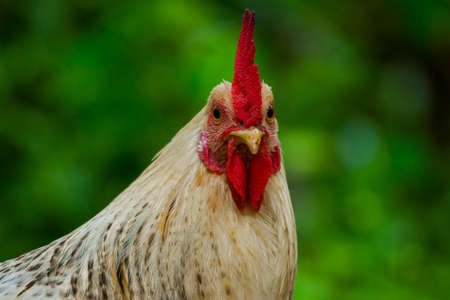 Rooster portrait isolated with blurred green backgroundの写真素材