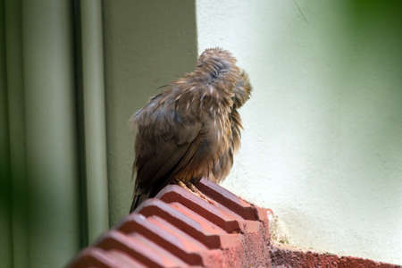 Yellow billed babbler couples on the roof