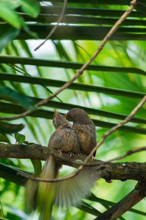 Yellow billed babbler couples on the tree