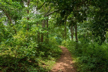 Forest path at Asurankund dam, located in Trissur district Kerala, South Indiaの写真素材
