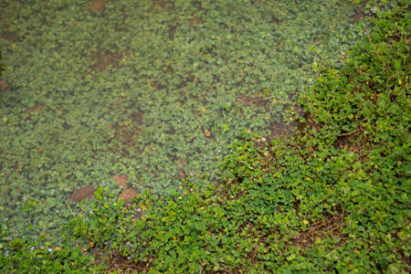 Grass pattern background