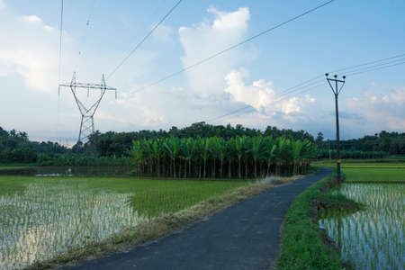Paddy field, beautiful farmland in Kerala village