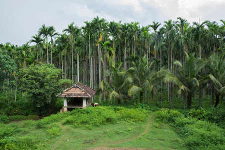 Kerala treditional heritage building with beautiful greeneryの写真素材