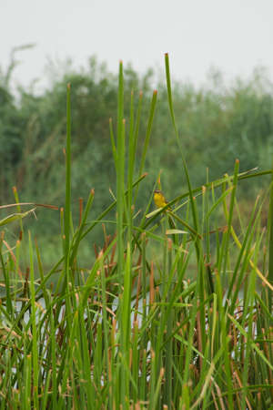 Arabian golden sparrowの写真素材