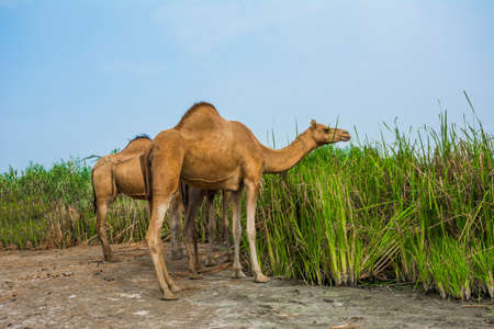 Camels eating grass on desert lake shore
