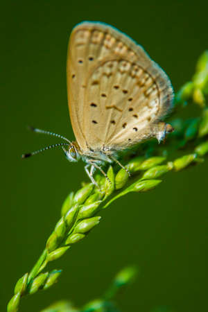 Dark Grass Blue butterfly