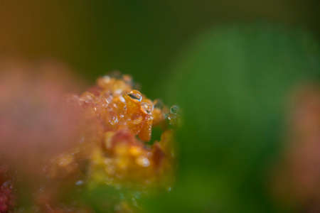 Gorgeous macro image dewdrops on flower