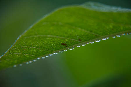 Dewdrops on leafs, macro shot