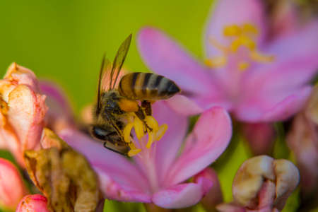 Honeybee on Nerium oleander flower, Macro photography