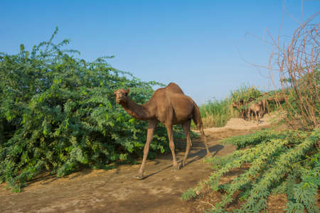 Camels on desert lake shoreの写真素材