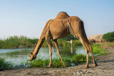 Camels eating grass on desert lake shoreの写真素材