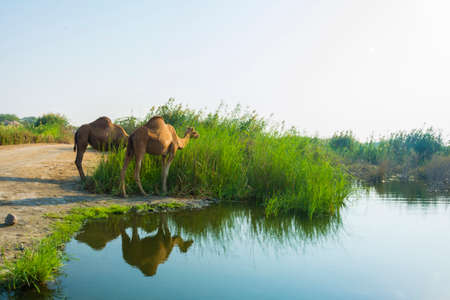 Camels eating grass on desert lake shoreの写真素材