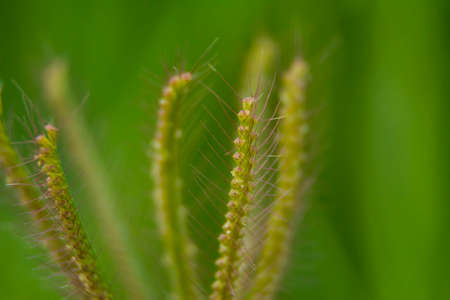 Grass flower close up shot, wall paper backround imageの写真素材