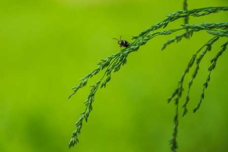 Honey bee macro shot
