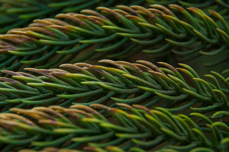 Green leaf pattern background macroの写真素材