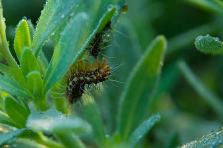 Caterpillar behind green leaf