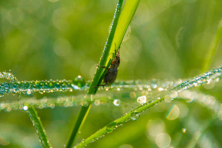 Insect and dewdropsの写真素材