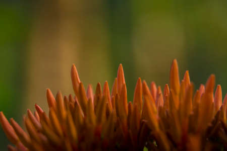 Ixora coccinea flower buds macroの写真素材