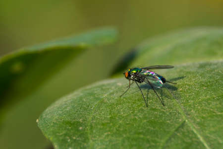 Colorful fly macro shot