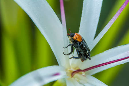 Colorful insect macro shotの写真素材