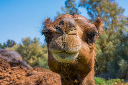 camel close up head shotの写真素材