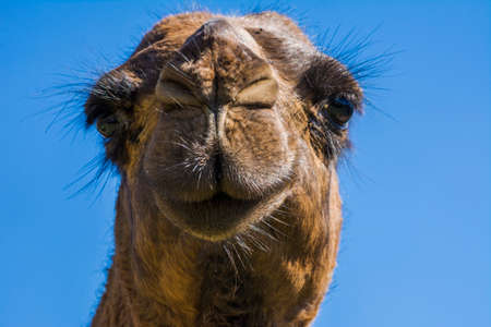 camel's mouth close up shot isolated with blue clear skyの写真素材