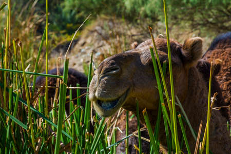 camel close up head shotの写真素材