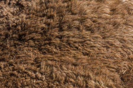 camel's body close up shotの写真素材